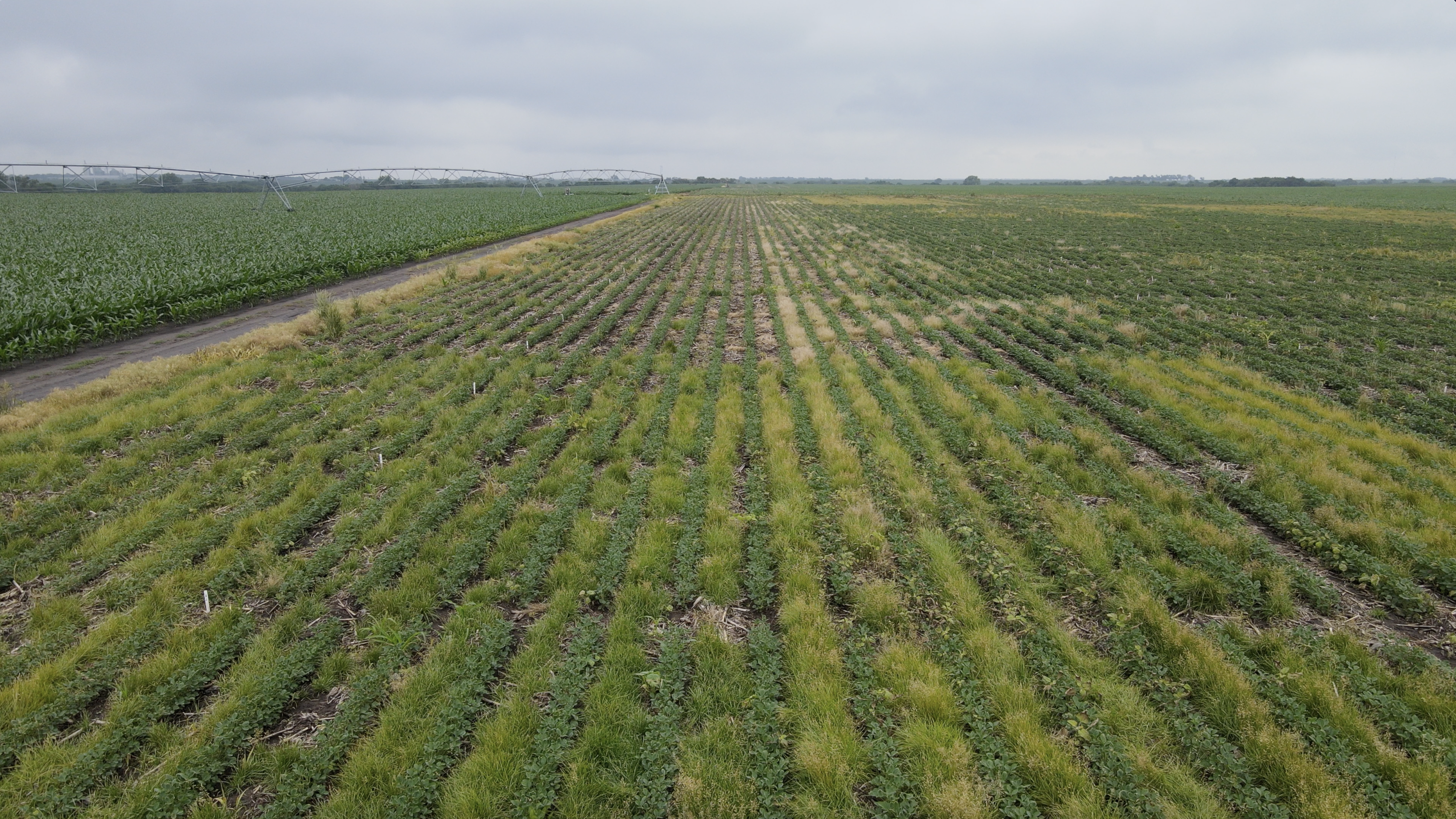 About Perennial Groundcovers