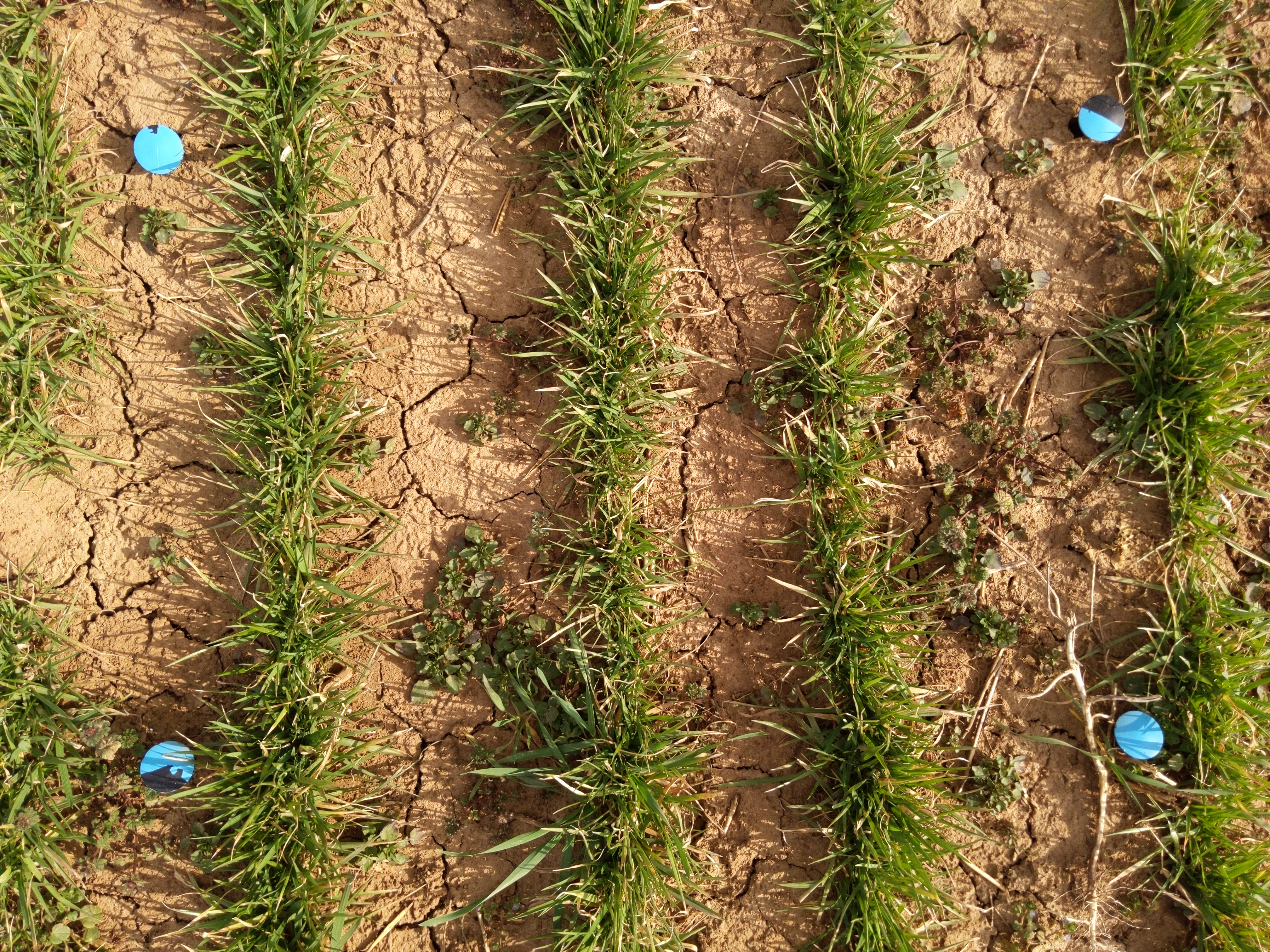 RegenPGC View: Semantic Segmentation of Perennial Groundcover Cropping Systems to Restore American Croplands.