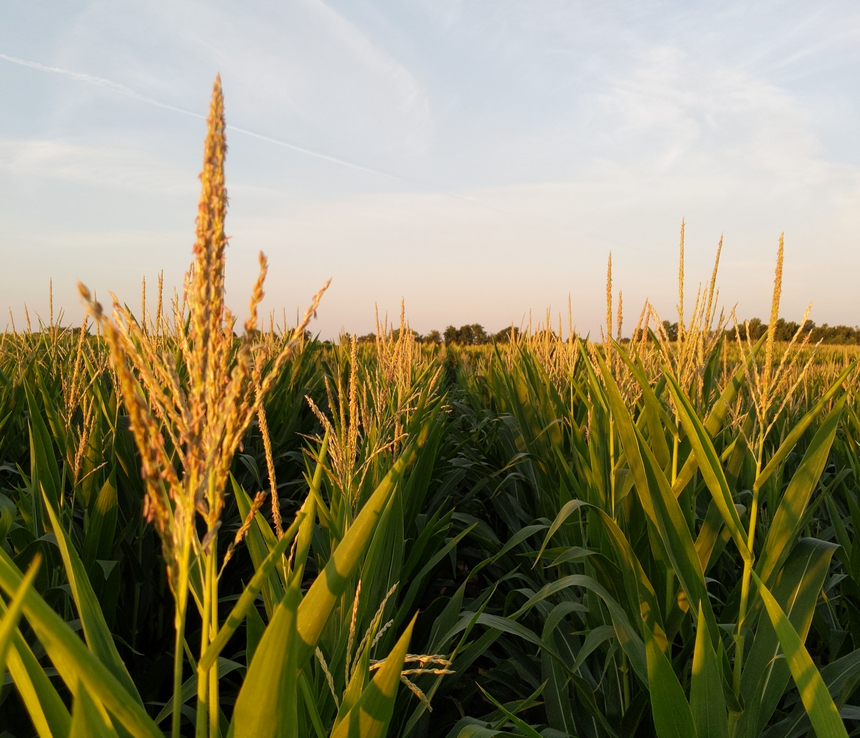 Corn tasseling at sundown